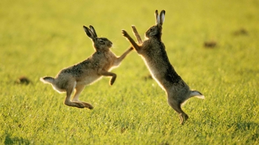 Rabbits 2.jpg